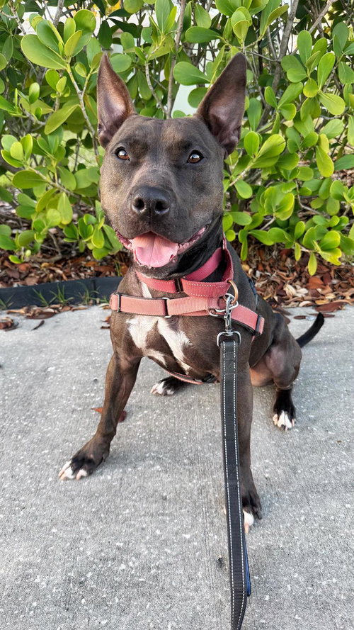 RAVEN - Terrier for adoption in Boca Raton