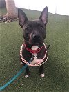 adoptable Dog in  named Raven
