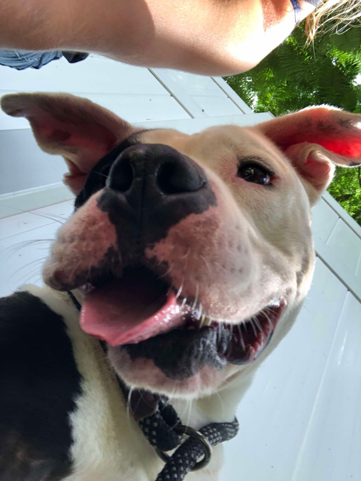 adoptable Dog in Fort Lauderdale, FL named Tux