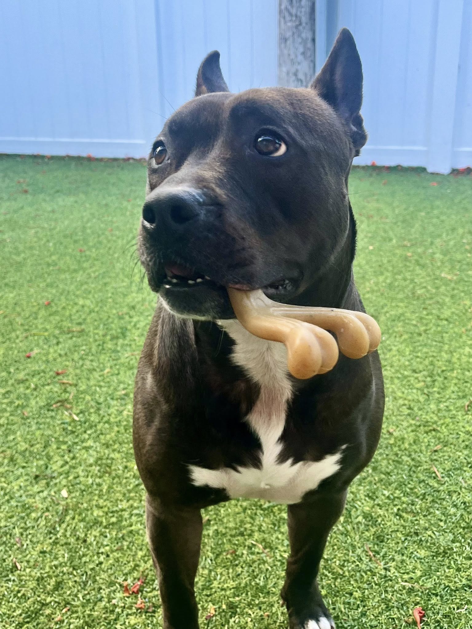 adoptable Dog in Fort Lauderdale, FL named Kayle