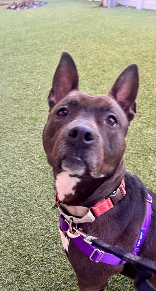 Kayle, an adoptable Pit Bull Terrier in Pompano Beach , FL