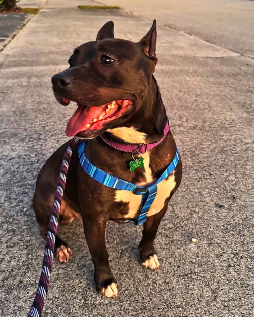 Kayle, an adoptable Pit Bull Terrier in Pompano Beach , FL