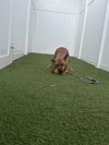 Audie - Photo 6