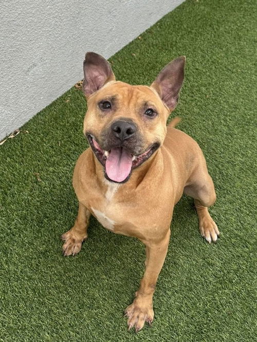 picture of the dog needing adoption