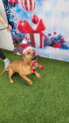 Audie - Photo 3