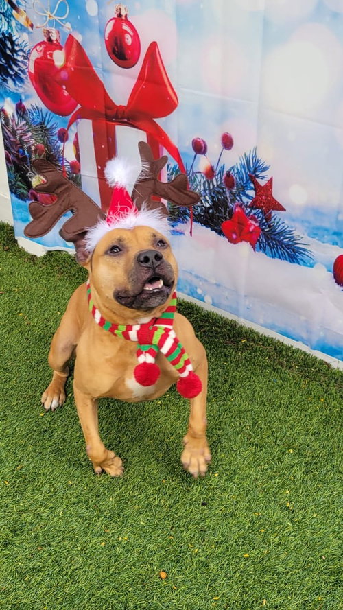 AUDIE - Pit Bull Terrier available for adoption