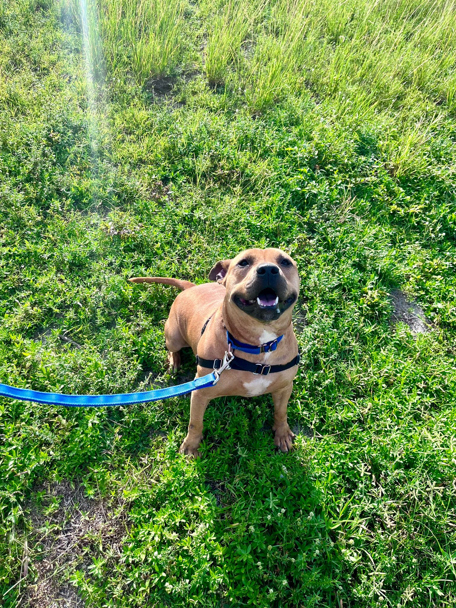 adoptable Dog in Fort Lauderdale, FL named Audie