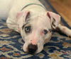 Harper - Photo 9