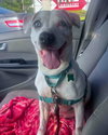 Harper - Photo 7