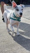 Harper - Photo 6