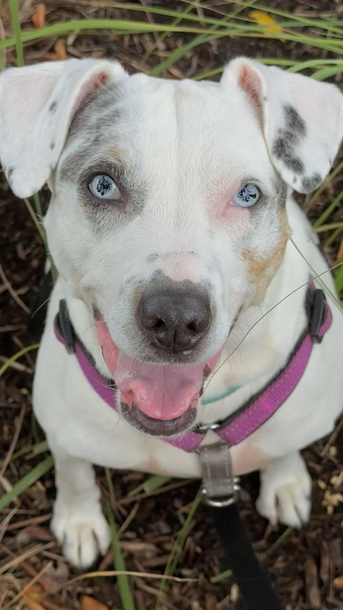 HARPER - Jack Russell Terrier / Terrier available for adoption