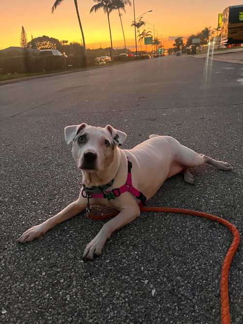 HARPER - Jack Russell Terrier / Terrier available for adoption
