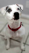 Harper - Photo 17