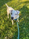 Harper - Photo 16