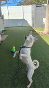 Harper - Photo 14