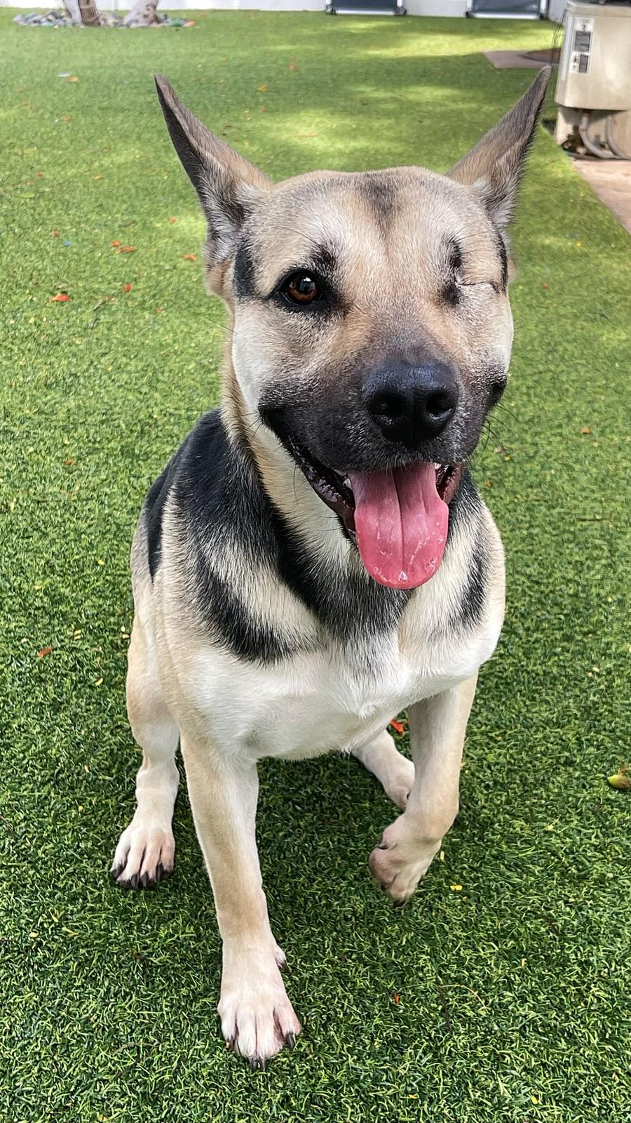 adoptable Dog in Fort Lauderdale, FL named Millie