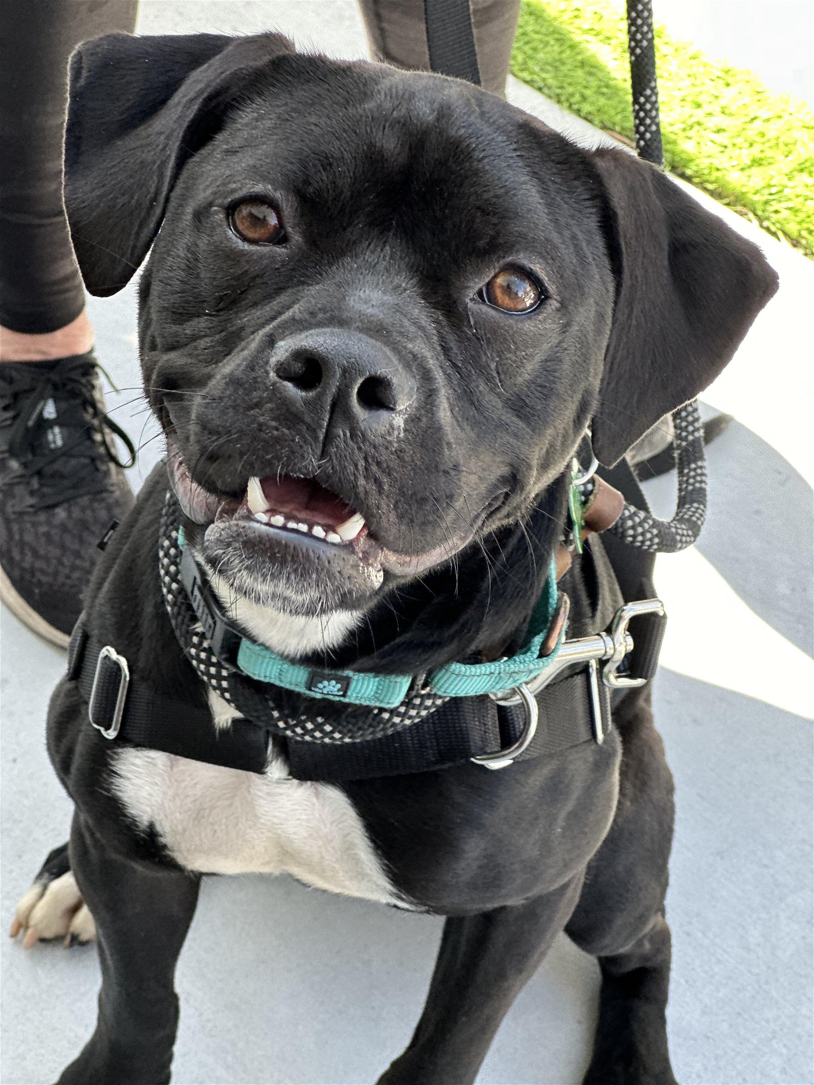 adoptable Dog in Fort Lauderdale, FL named Lauren