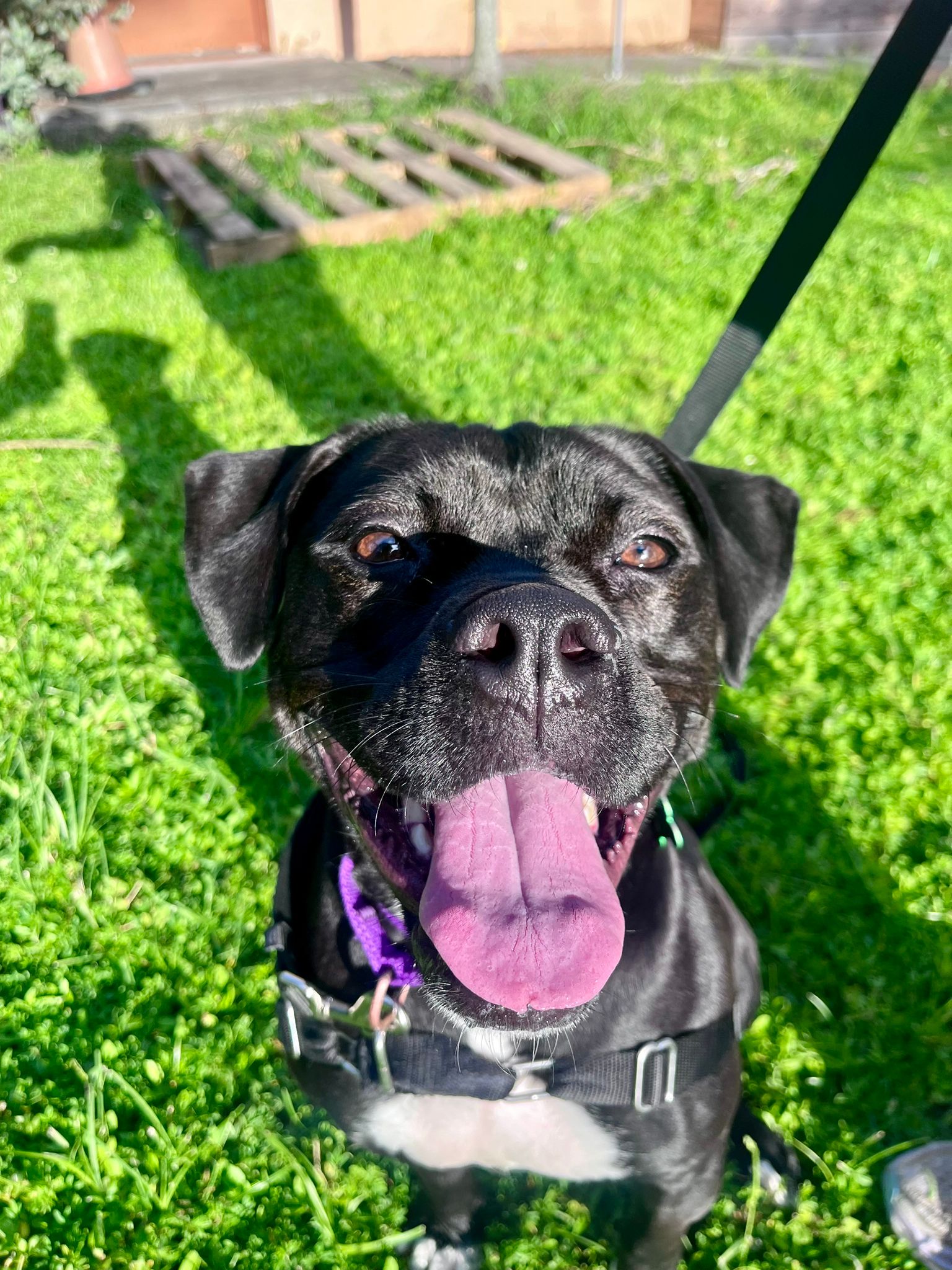 adoptable Dog in Fort Lauderdale, FL named Lauren