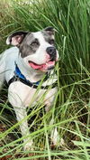 adoptable Dog in  named Adele