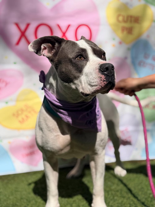 ADELE - American Bulldog / Bull Terrier available for adoption