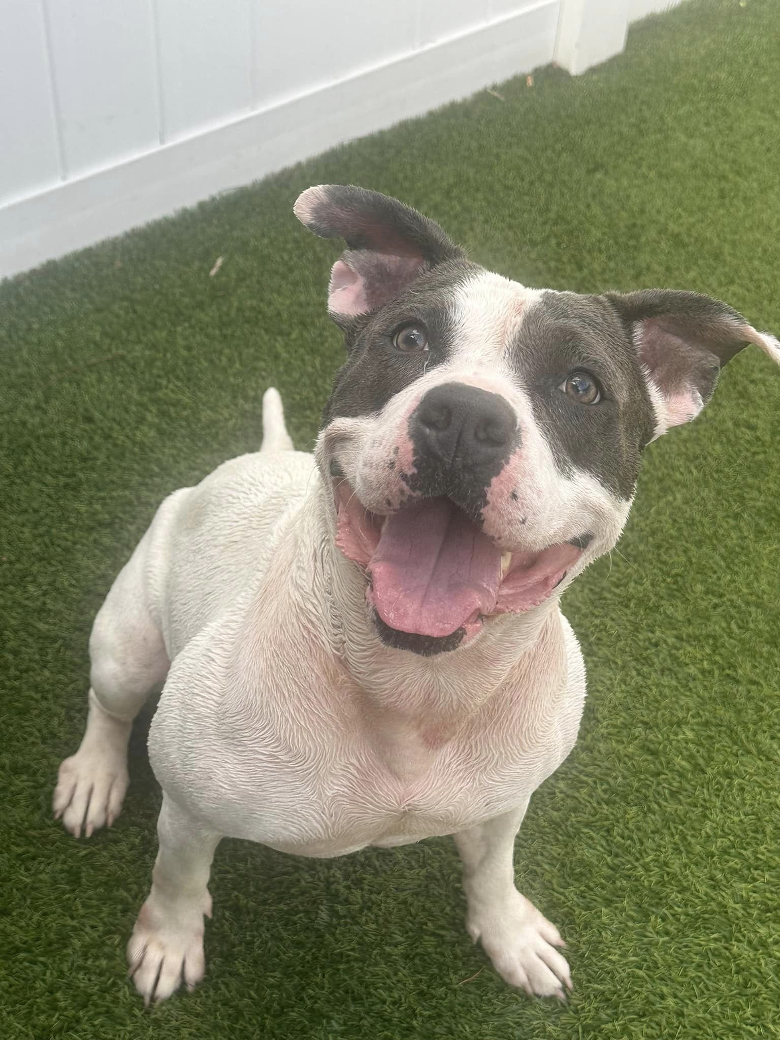 adoptable Dog in Fort Lauderdale, FL named Adele