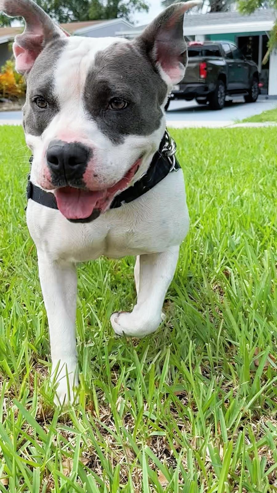 adoptable Dog in Fort Lauderdale, FL named Adele