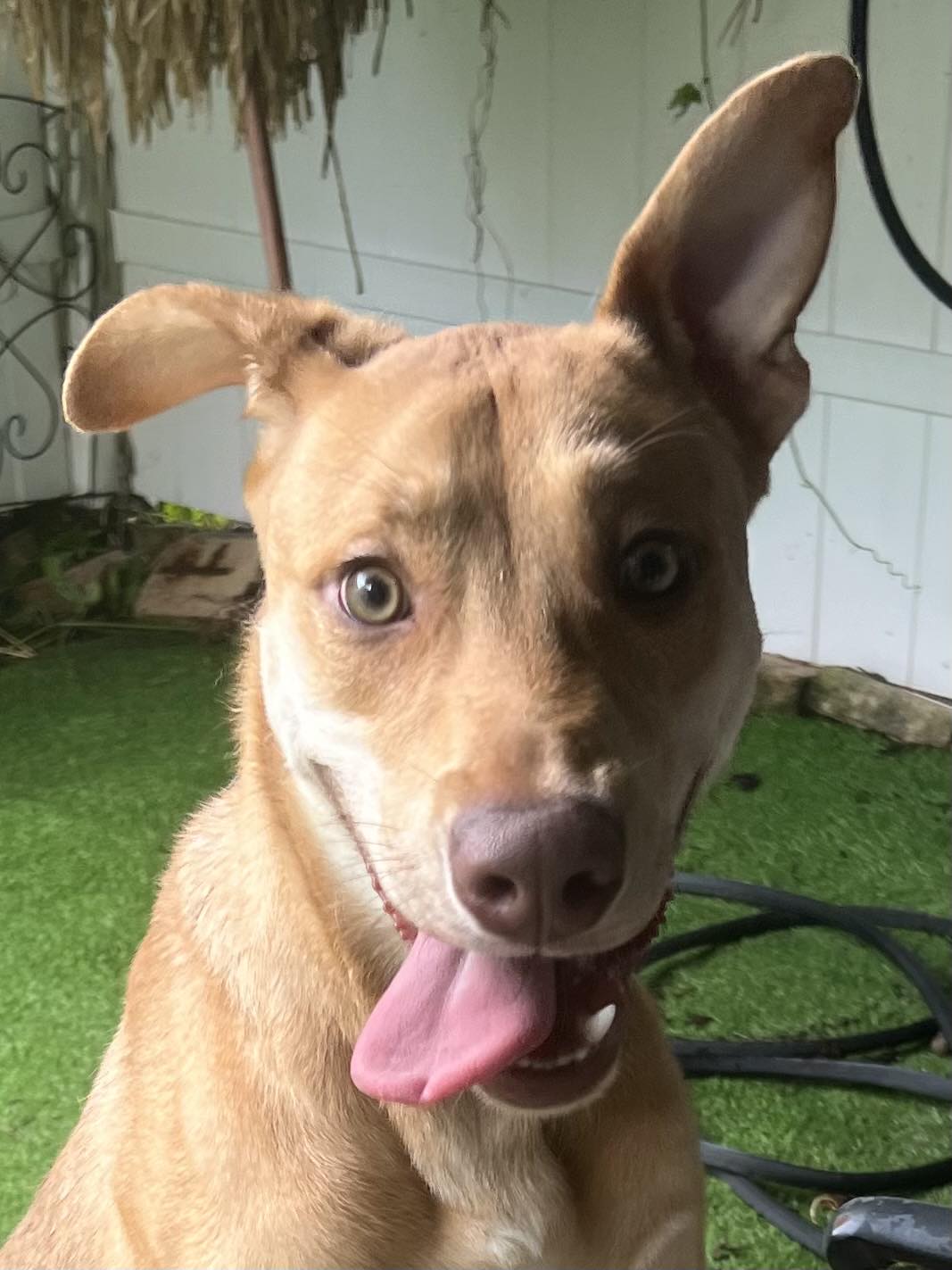 adoptable Dog in Palmetto, FL named Mars