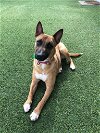 adoptable Dog in  named Phoenix (Mom to 8 pups)