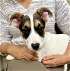 adoptable Dog in  named Bruno M (pup of Phoenix)