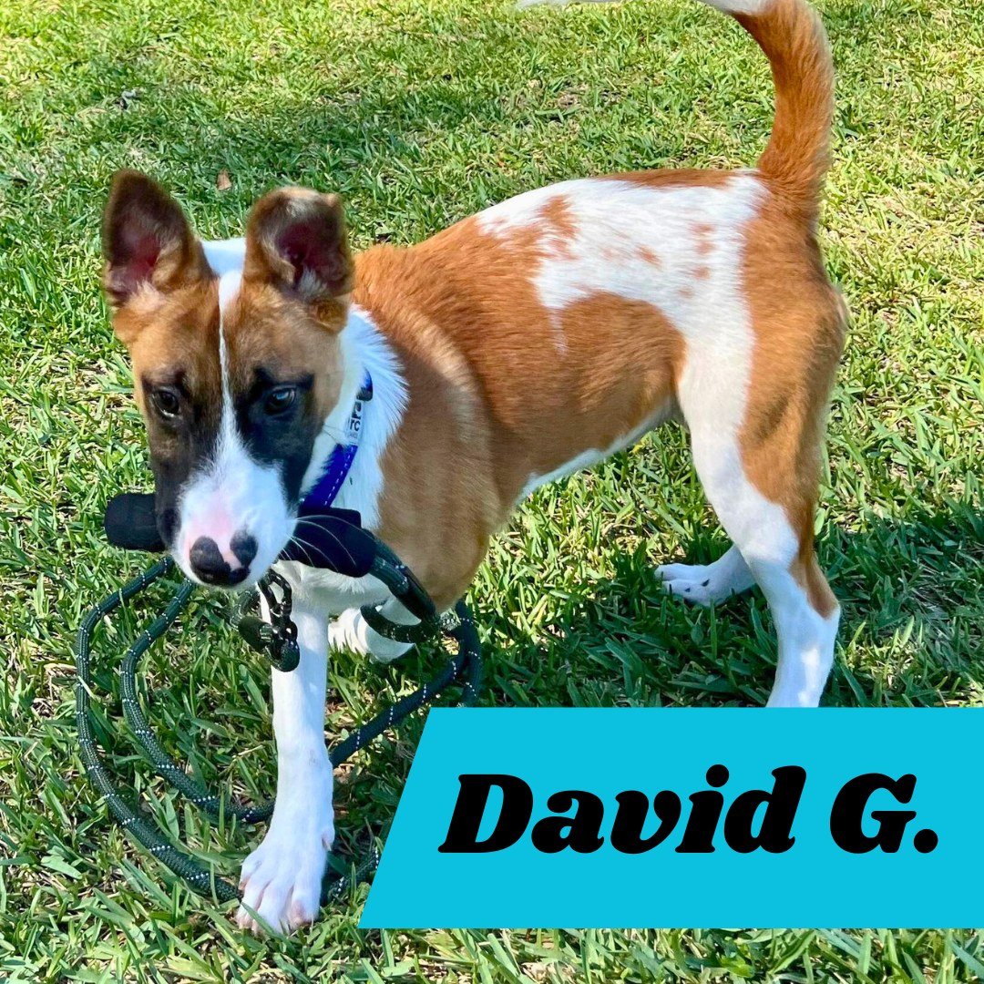 adoptable Dog in Pompano Beach, FL named David G. (pup of Phoenix)