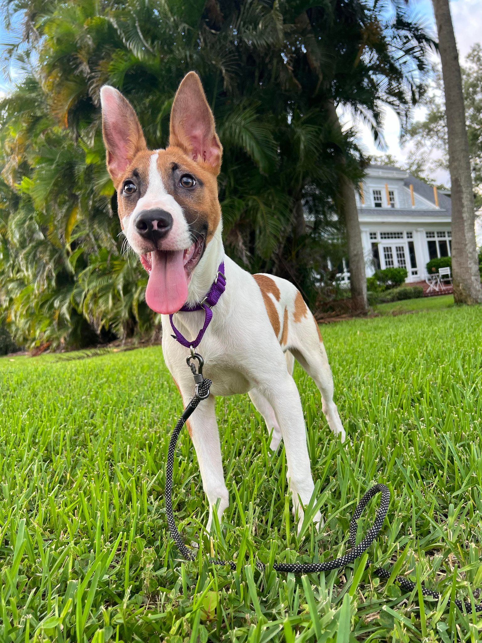 adoptable Dog in Pompano Beach, FL named David G. (pup of Phoenix)