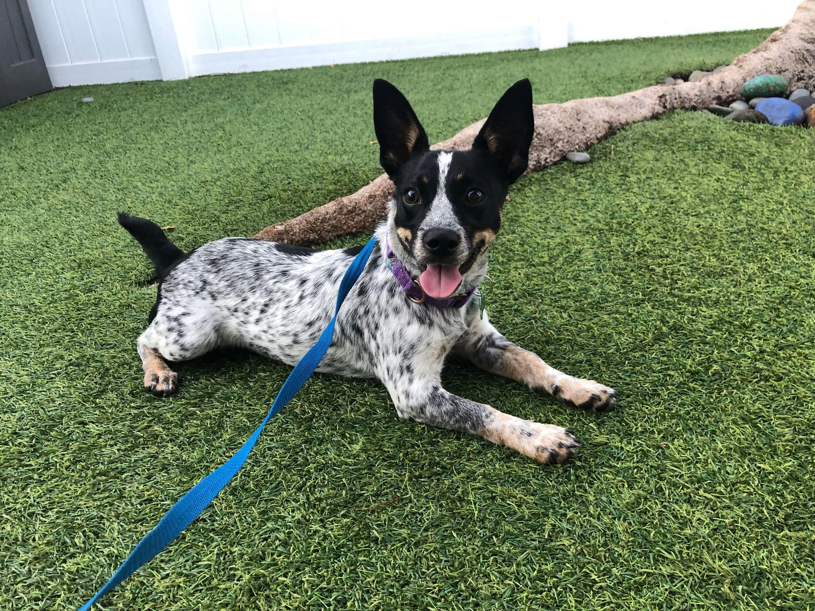 Dog adoption in Fort Lauderdale, FL 33334 Rat Terrier / Cattle Dog
