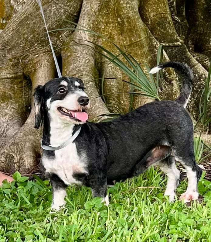 adoptable Dog in Pompano Beach, FL named Peppermint Patti