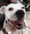 Lola - Photo 11