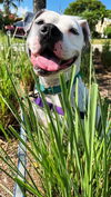 adoptable Dog in  named Lola
