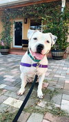 Lola - Photo 3