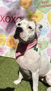 Lola - Photo 1
