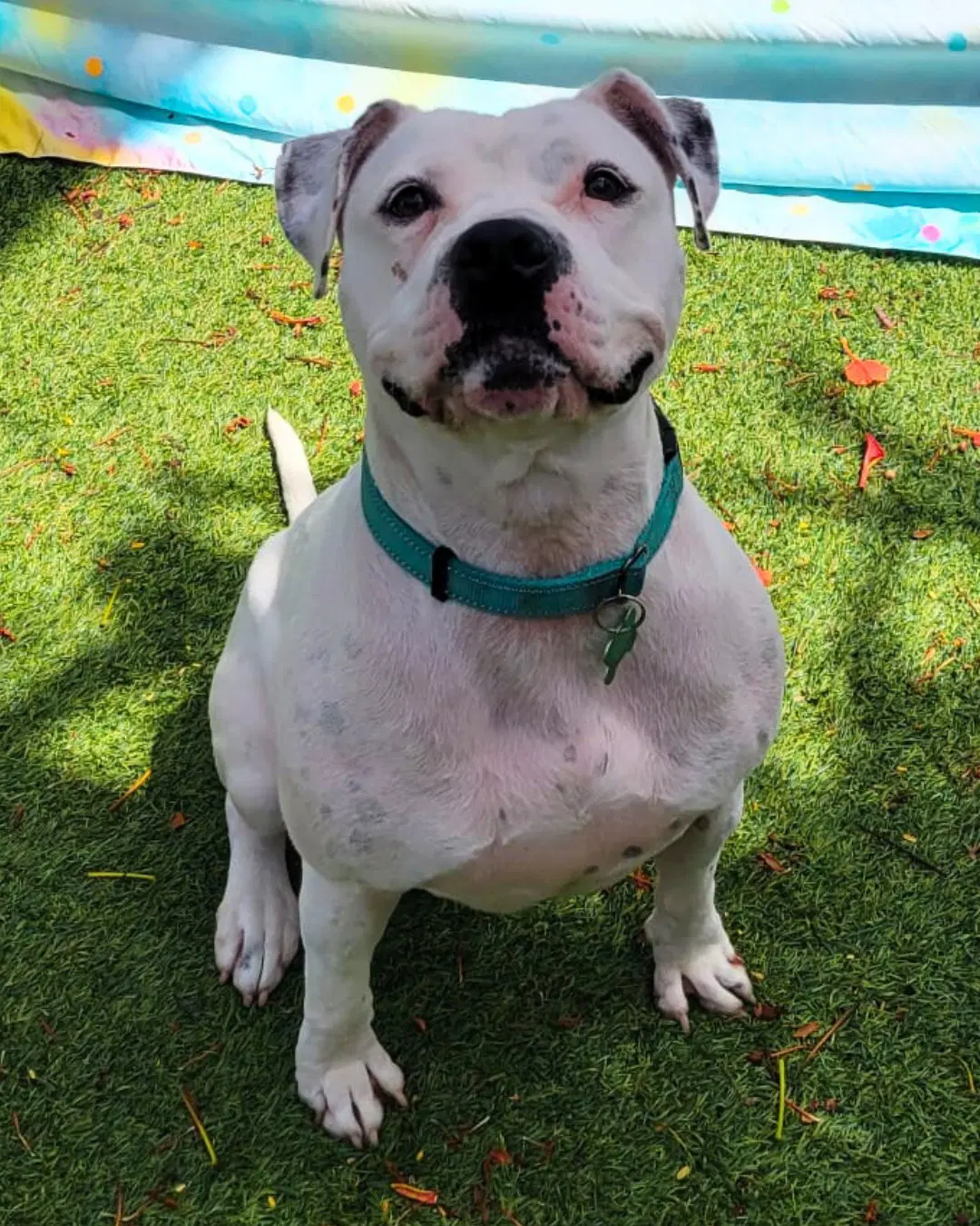 Lola - American Bulldog