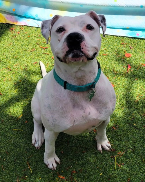 Lola, an adoptable Terrier in Pompano Beach , FL