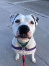 Lola - Photo 2