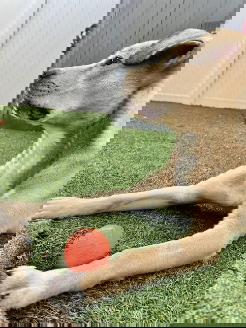 picture of the dog needing adoption