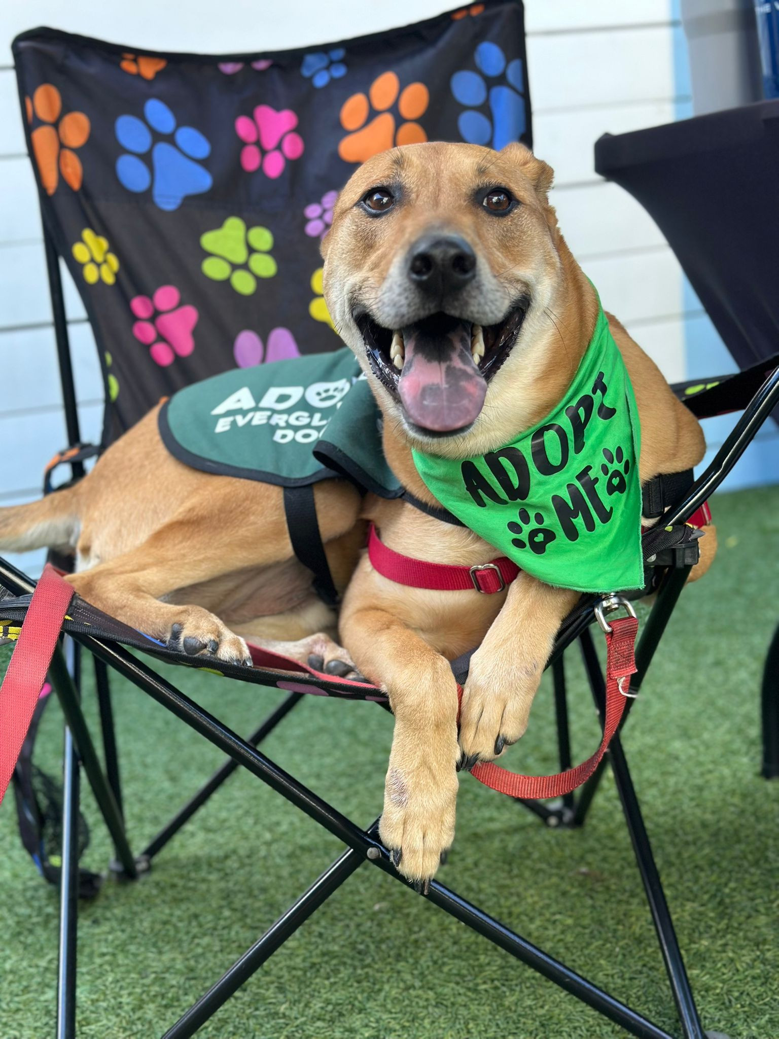 adoptable Dog in Fort Lauderdale, FL named Bear