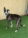 Riley - Photo 8