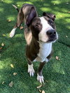 Riley - Photo 4
