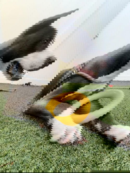 picture of the dog needing adoption
