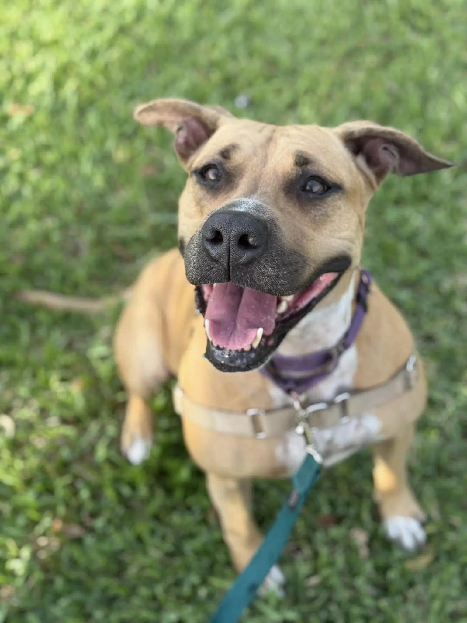 America - Pit mix