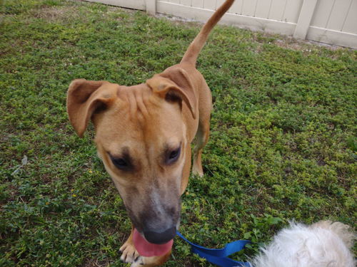 picture of the dog needing adoption