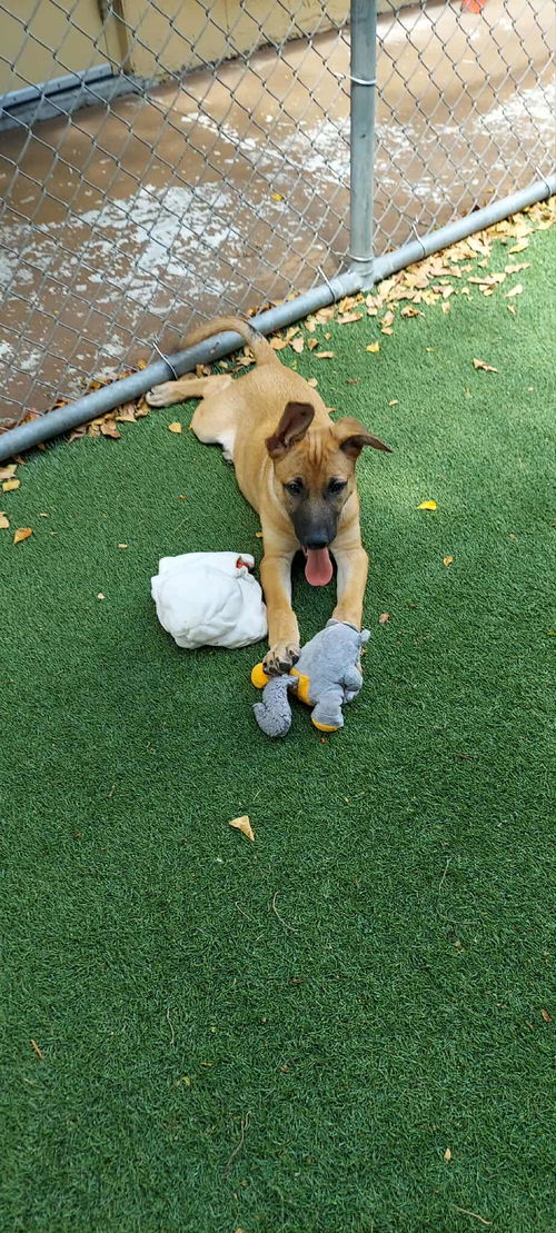 picture of the dog needing adoption