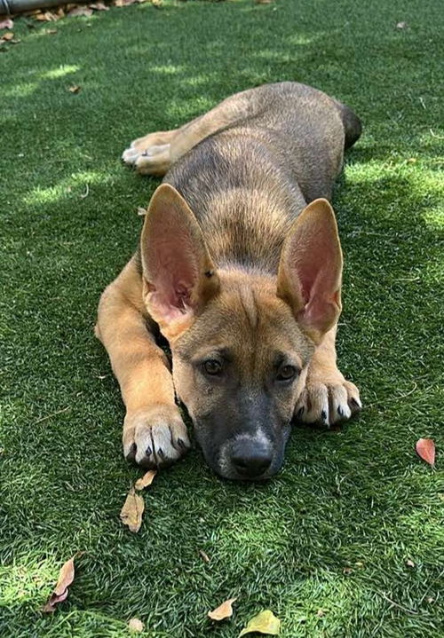 picture of the dog needing adoption