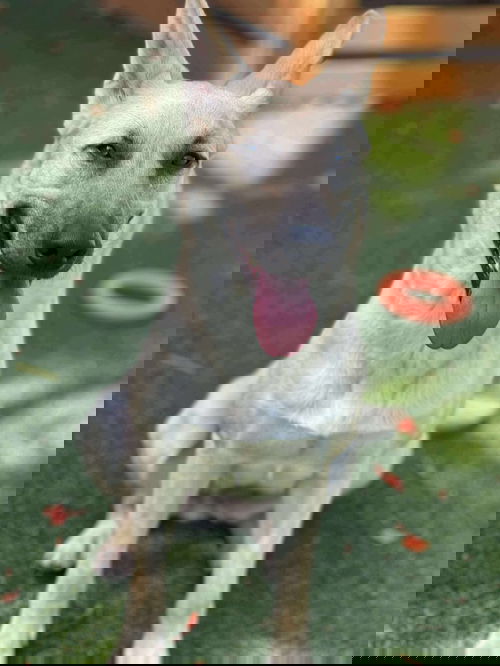 animal-image